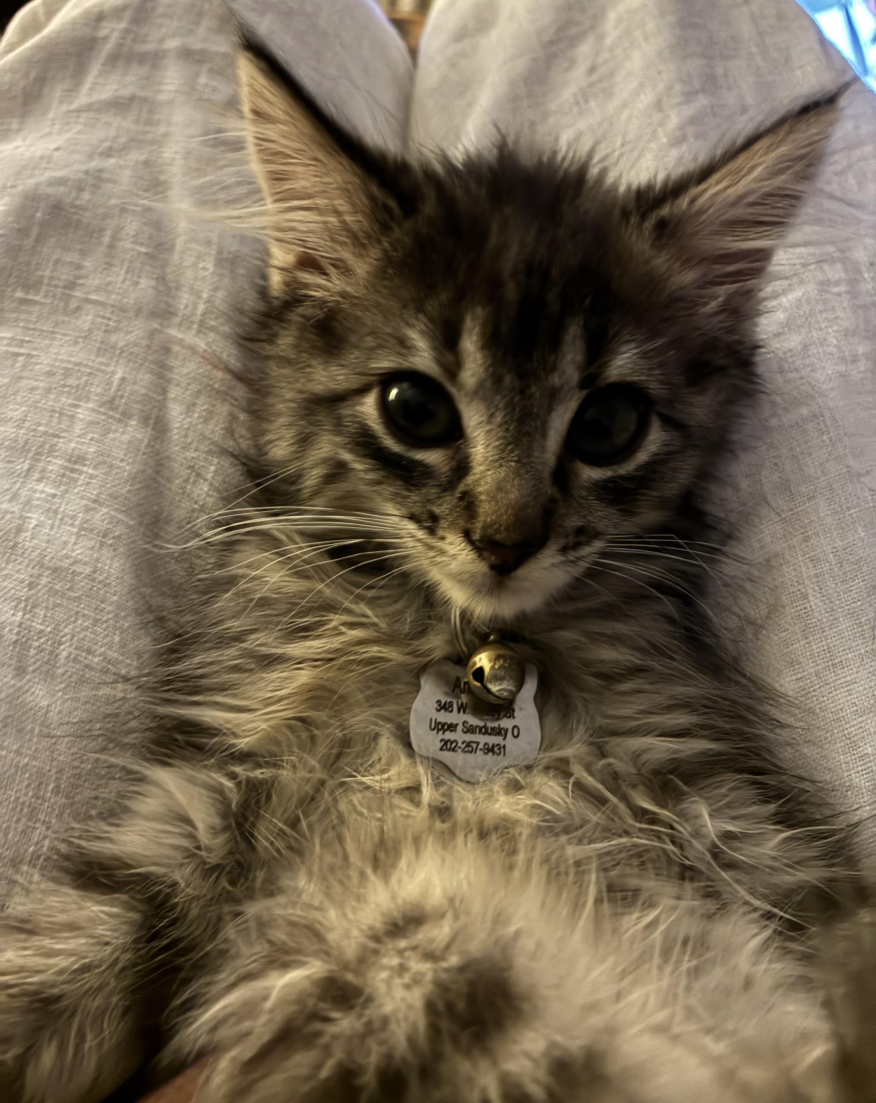Enlarge Amelia - Kitten Available September 28, a Adopted Domestic Long Hair in Upper Sandusky, OH image 5/5