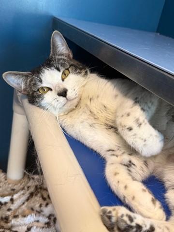 Enlarge TYSON, a Adoptable Domestic Short Hair in Centerville, MA image 1/1