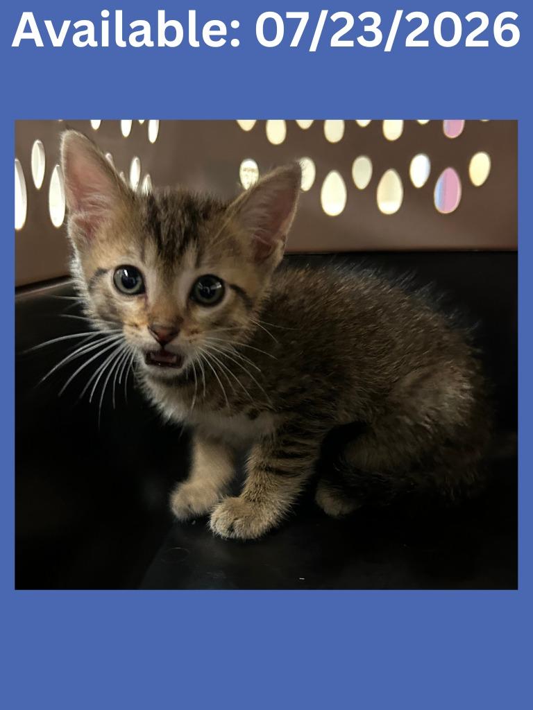 Cat Condo # 24, Adoptable, Kitten Male Domestic Short Hair.
