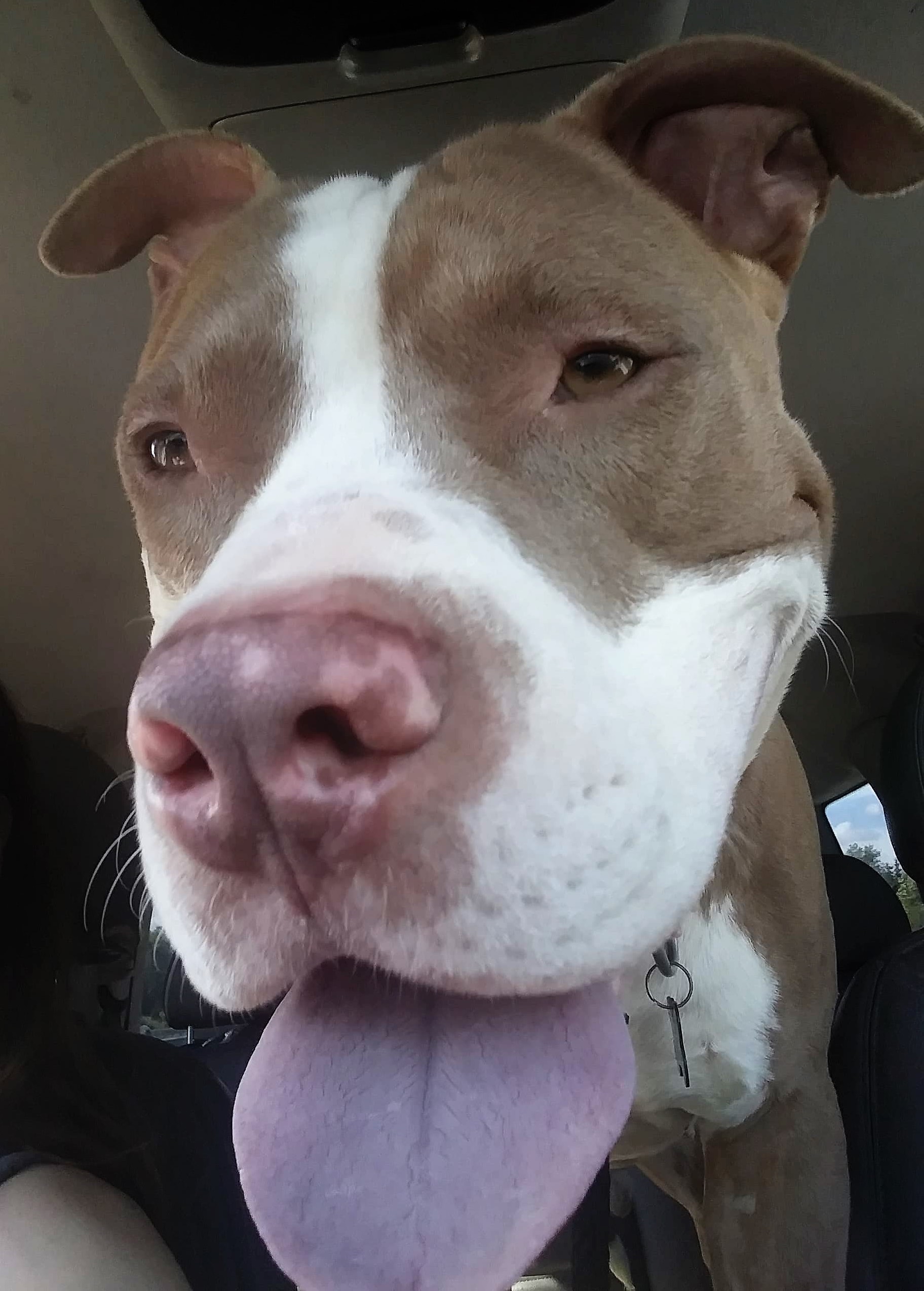 Enlarge Bjorn, a Adoptable mixed breed in Macomb, MI image 2/12