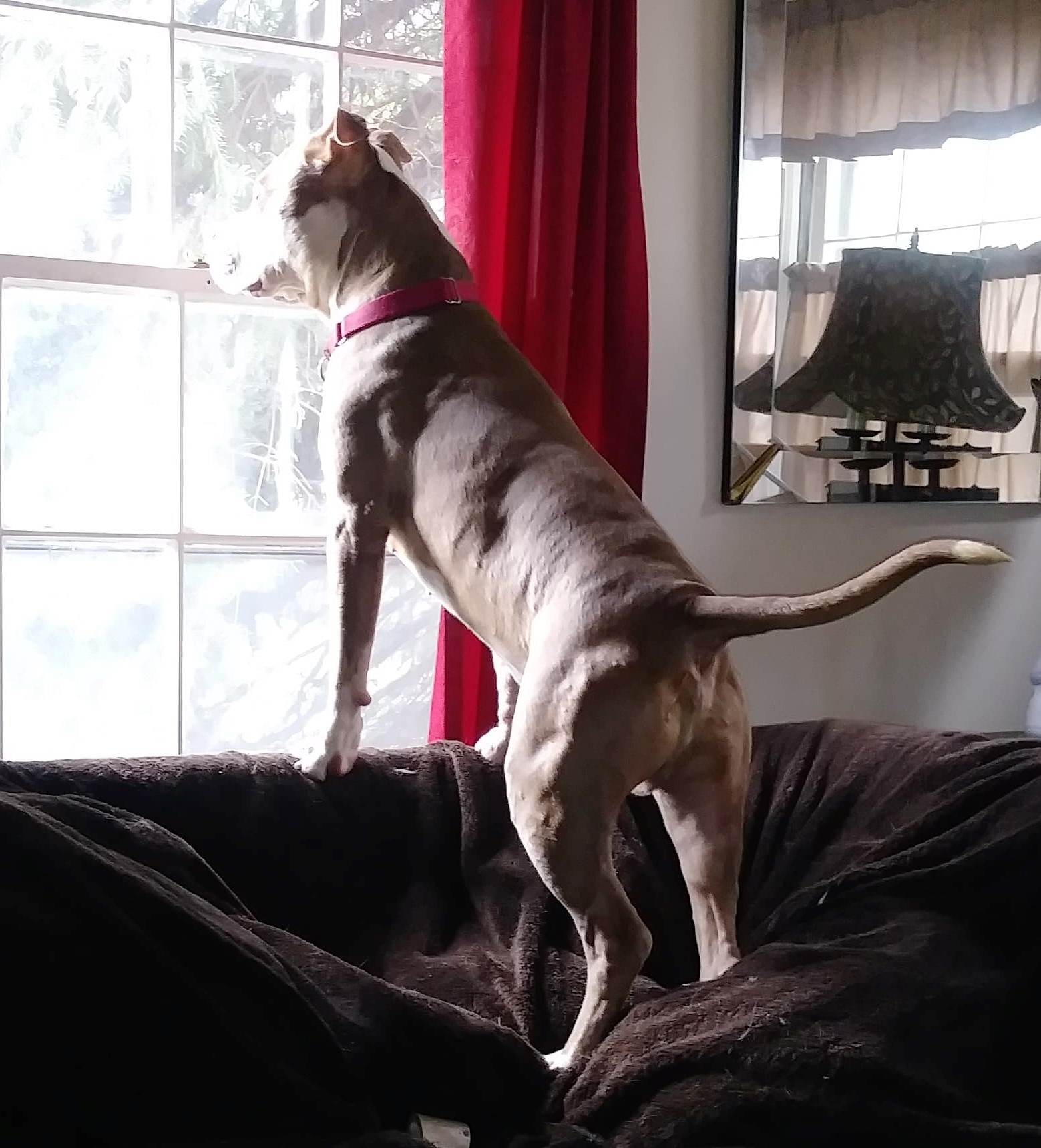 Enlarge Bjorn, a Adoptable mixed breed in Macomb, MI image 3/12