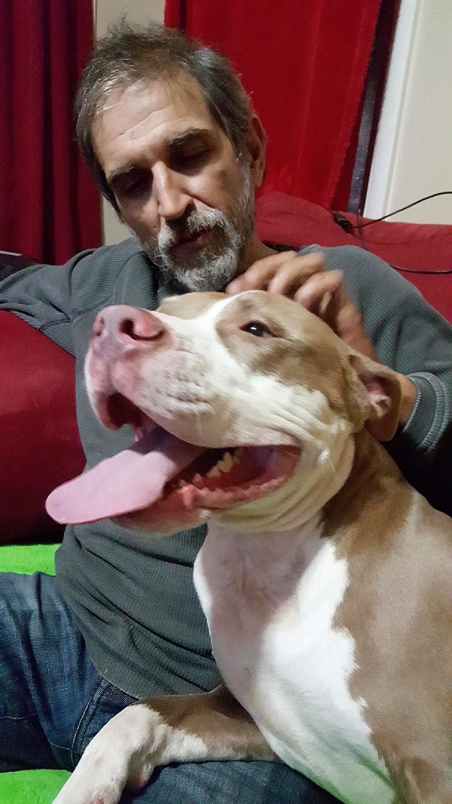 Enlarge Bjorn, a Adoptable mixed breed in Macomb, MI image 4/12