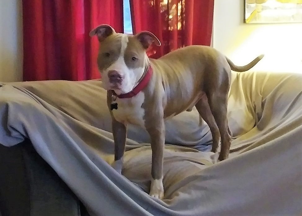 Enlarge Bjorn, a Adoptable mixed breed in Macomb, MI image 5/12