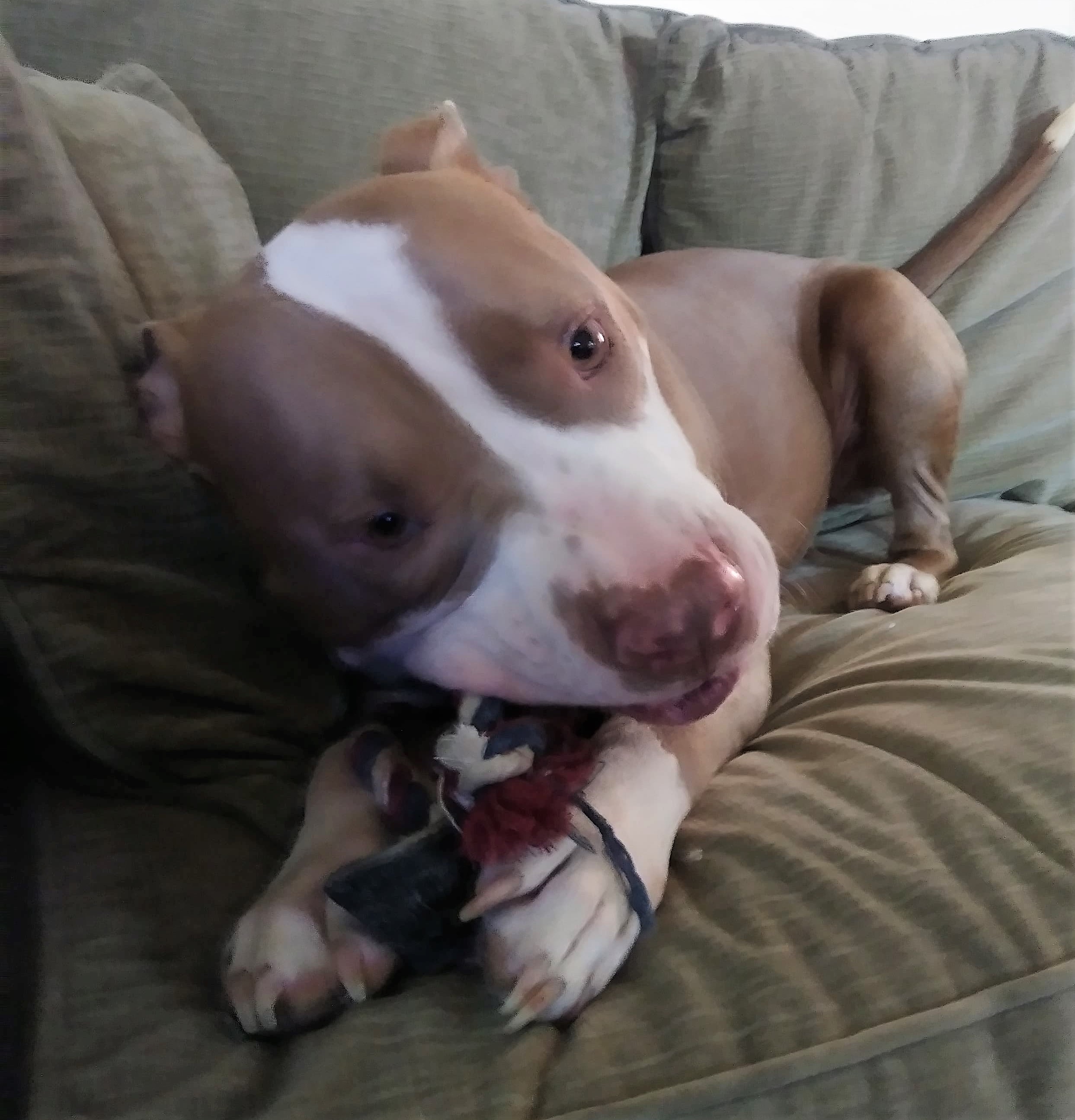 Enlarge Bjorn, a Adoptable mixed breed in Macomb, MI image 6/12