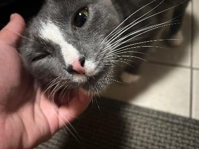 Enlarge Doe, a Adoptable Tuxedo in Flushing, NY image 1/5