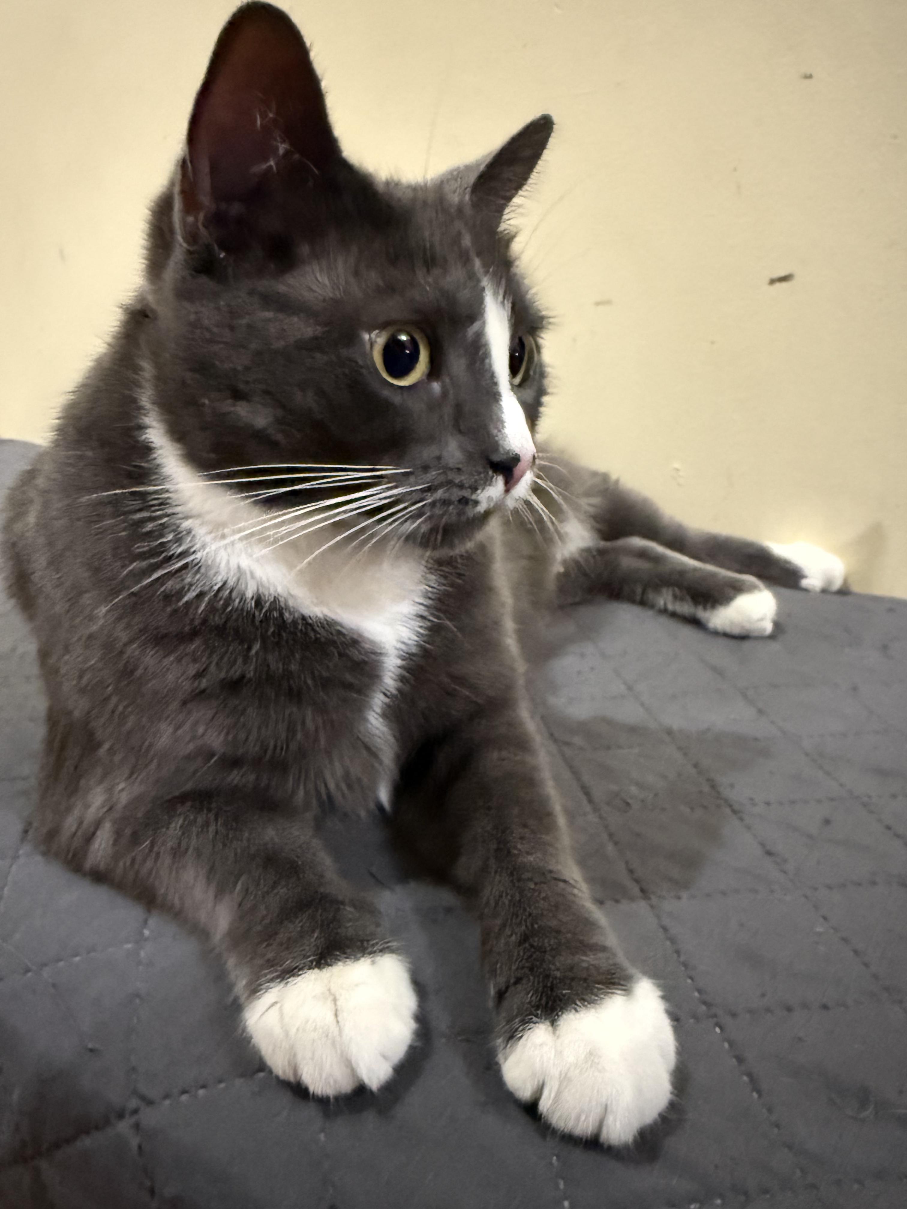 Enlarge Doe, a Adoptable Tuxedo in Flushing, NY image 2/4