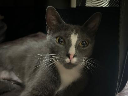 Enlarge Doe, a Adoptable Tuxedo in Flushing, NY image 2/5