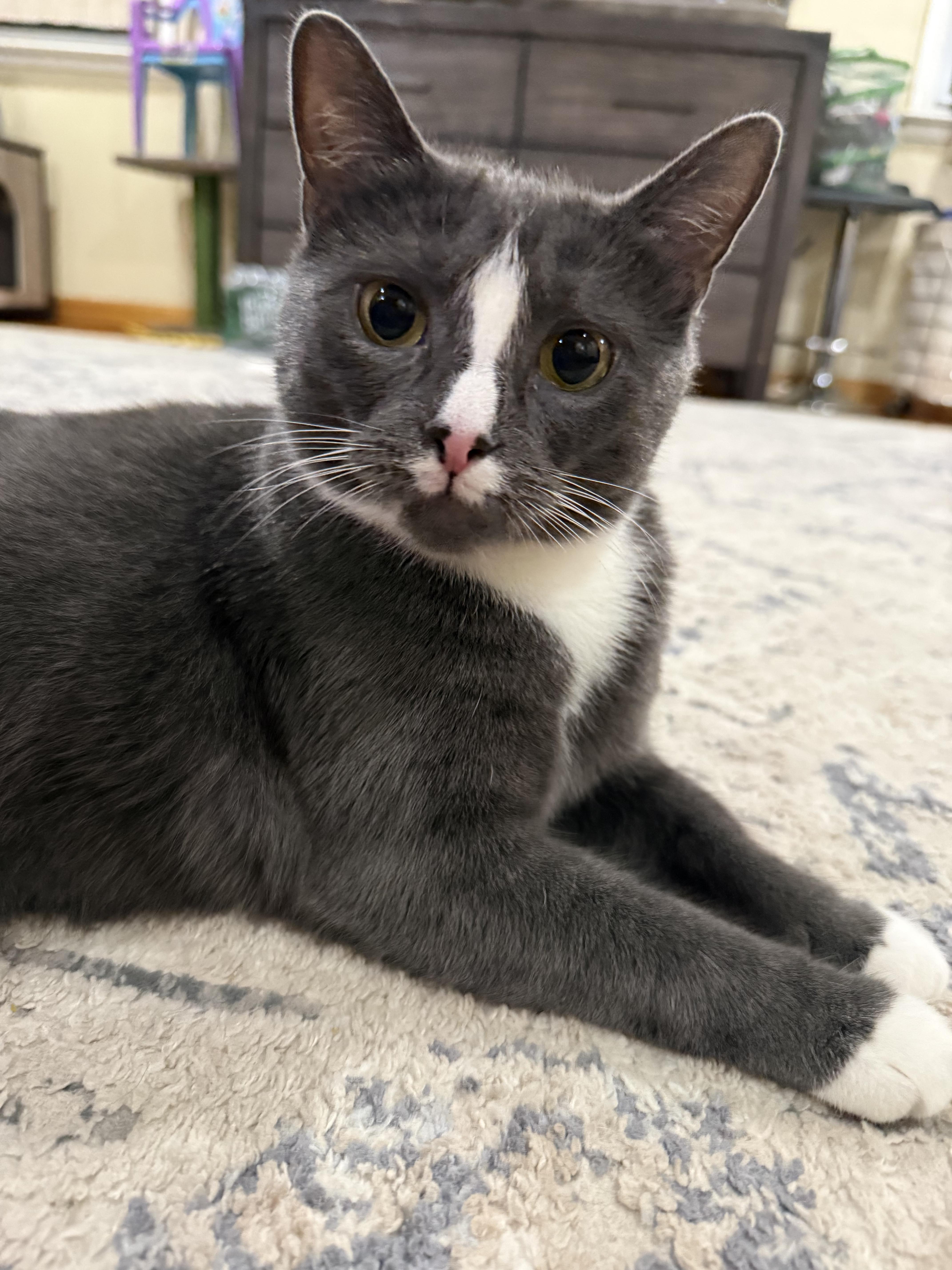 Enlarge Doe, a Adoptable Tuxedo in Flushing, NY image 3/4