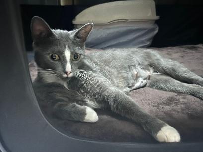 Enlarge Doe, a Adoptable Tuxedo in Flushing, NY image 3/5