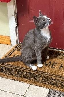 Enlarge Doe, a Adoptable Tuxedo in Flushing, NY image 4/5