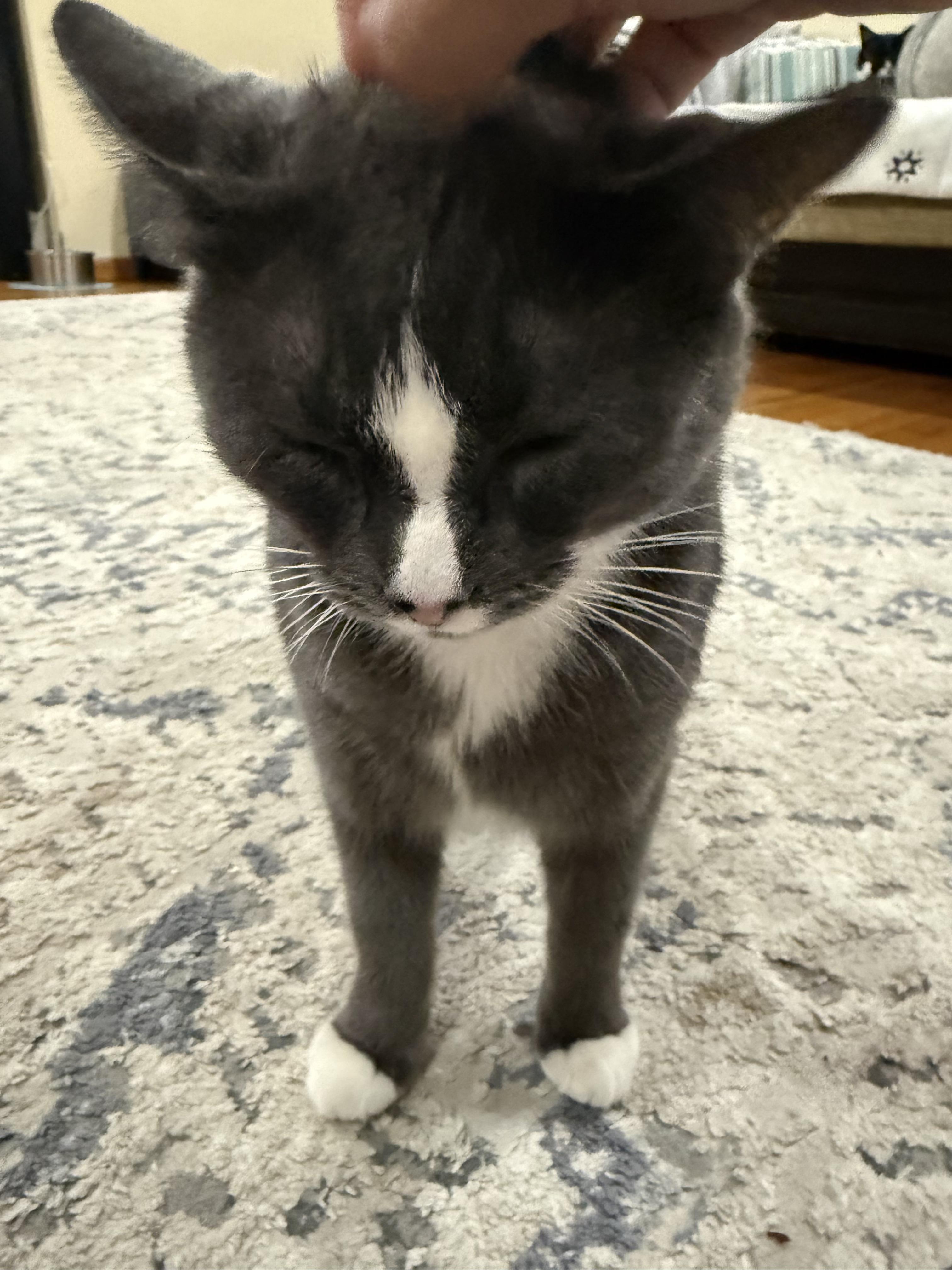 Enlarge Doe, a Adoptable Tuxedo in Flushing, NY image 4/4