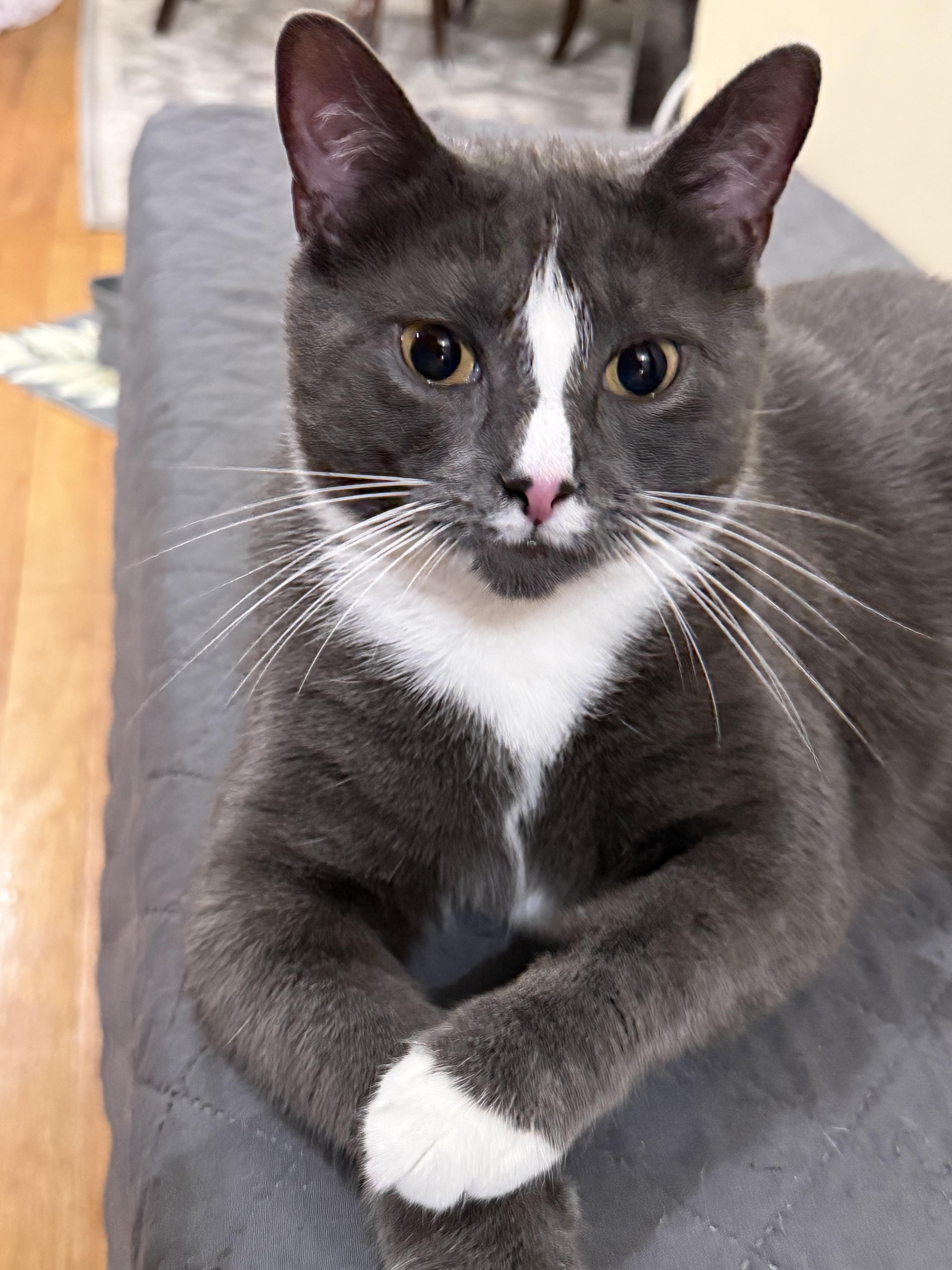Enlarge Doe, a Adoptable Tuxedo in Flushing, NY image 1/4