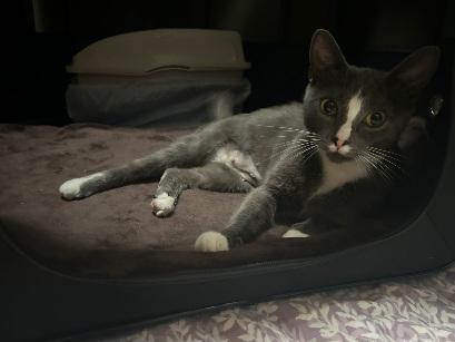 Enlarge Doe, a Adoptable Tuxedo in Flushing, NY image 5/5