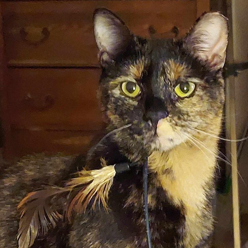 Enlarge Little Bear, a Adoptable Domestic Short Hair in Ringtown, PA image 1/1