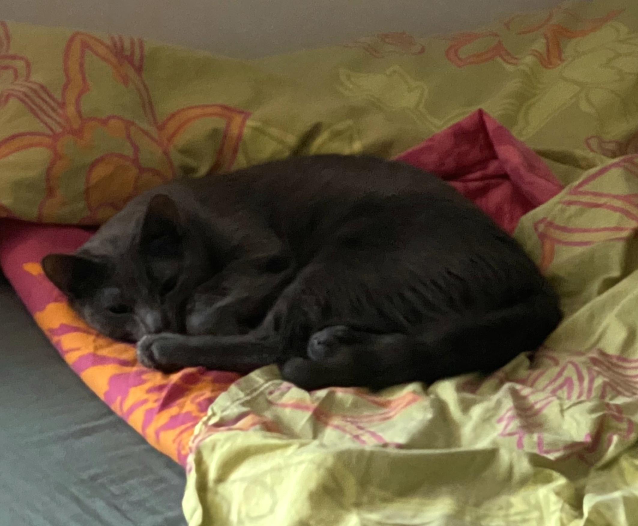 Carambole, a ADOPTABLE Domestic Short Hair in Verdun, QC image 3/3