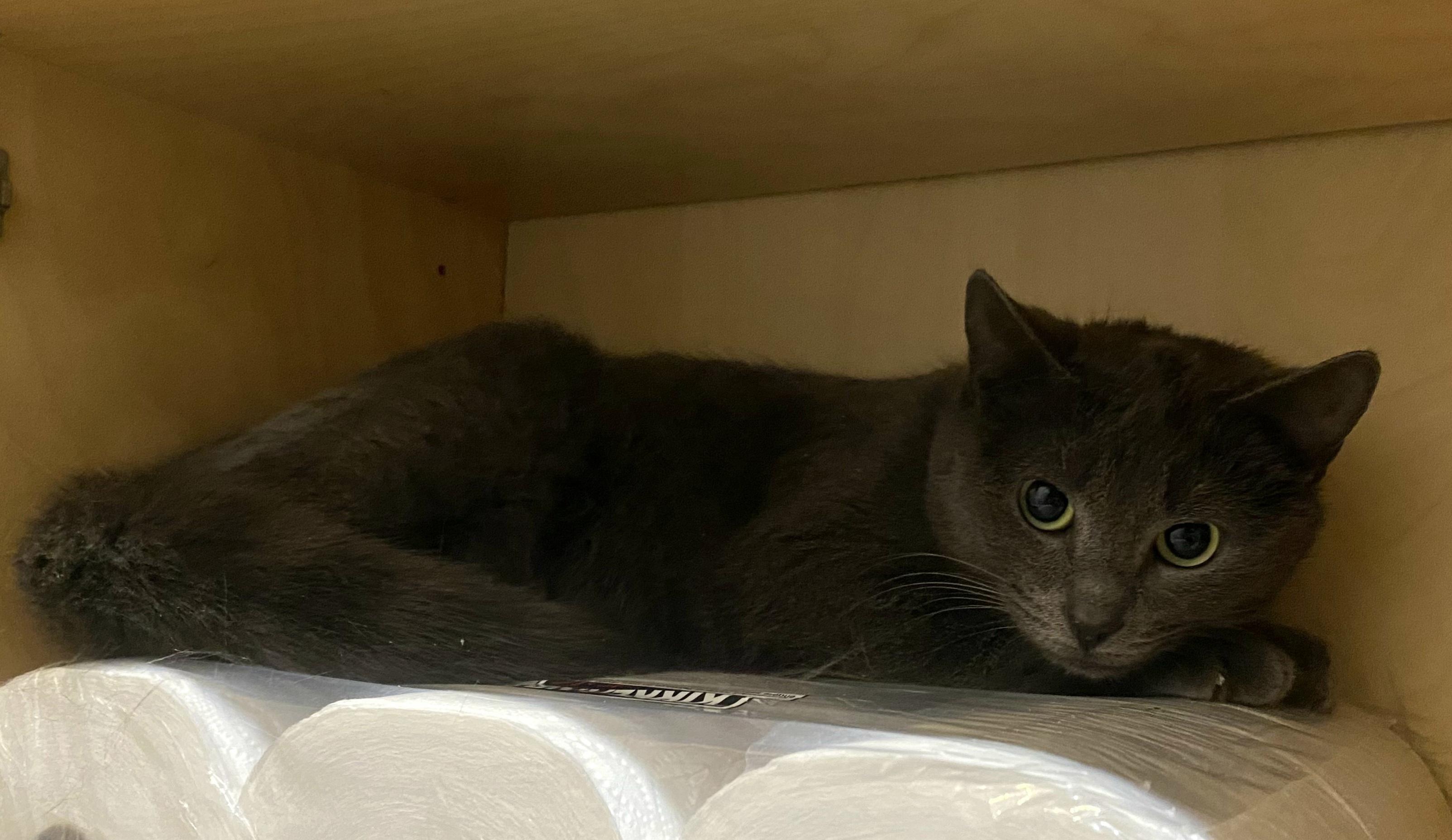 Carambole, a ADOPTABLE Domestic Short Hair in Verdun, QC image 2/3