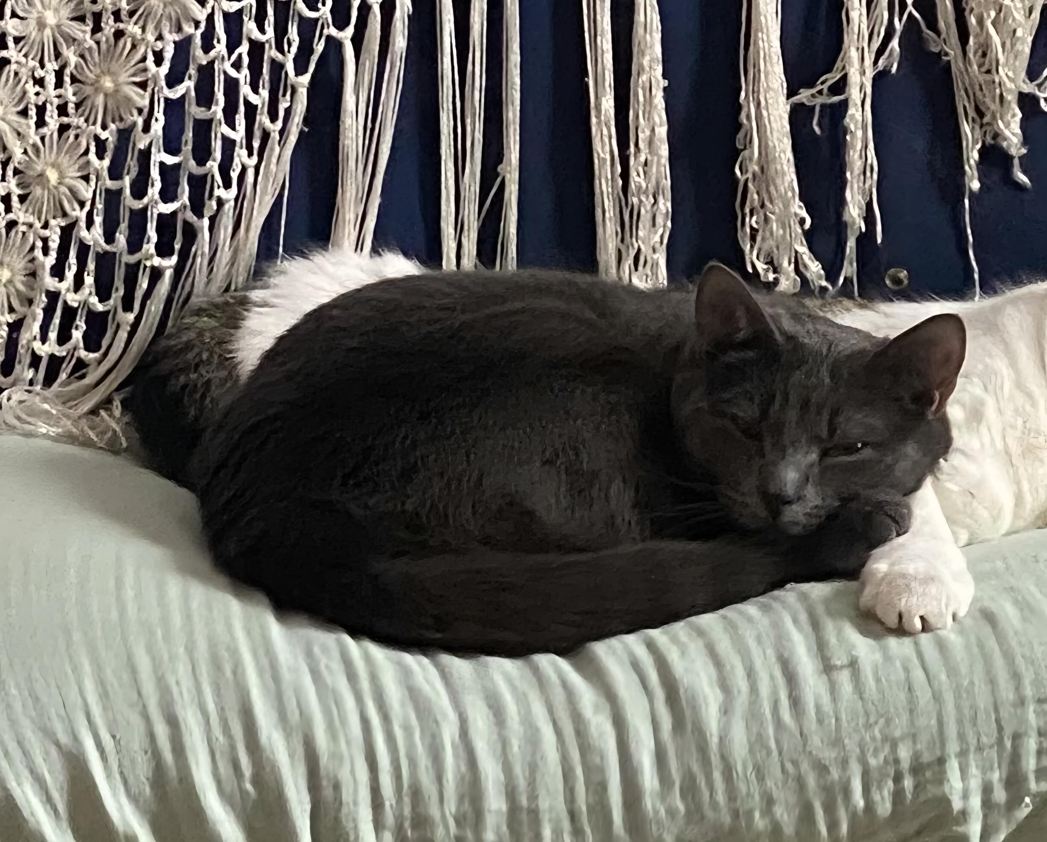 Carambole, ADOPTABLE, Young Female Domestic Short Hair.