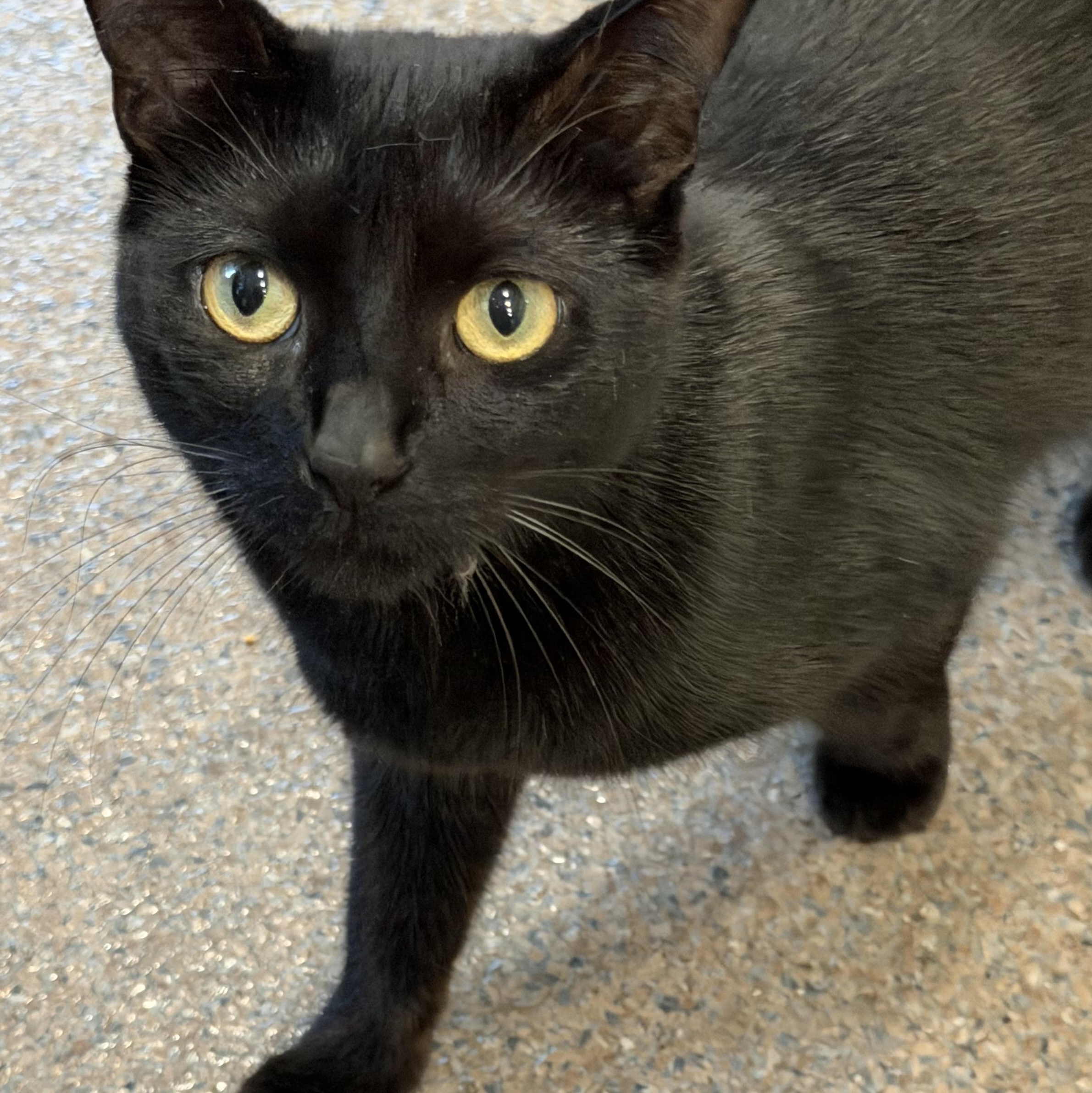 Enlarge Vinny, an adopted Domestic Short Hair in Sault Sainte Marie, MI image 3/3