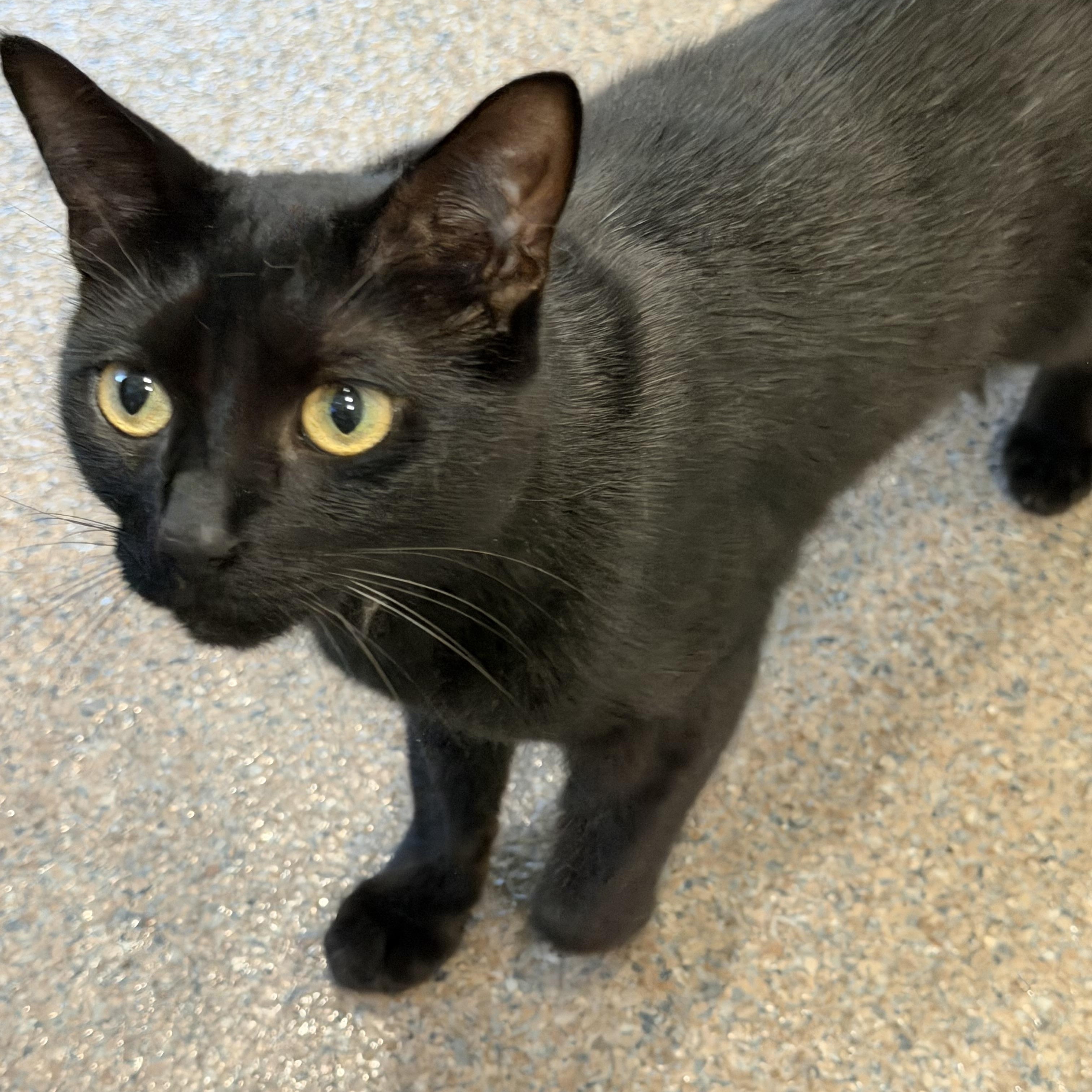 Enlarge Vinny, an adopted Domestic Short Hair in Sault Sainte Marie, MI image 2/3