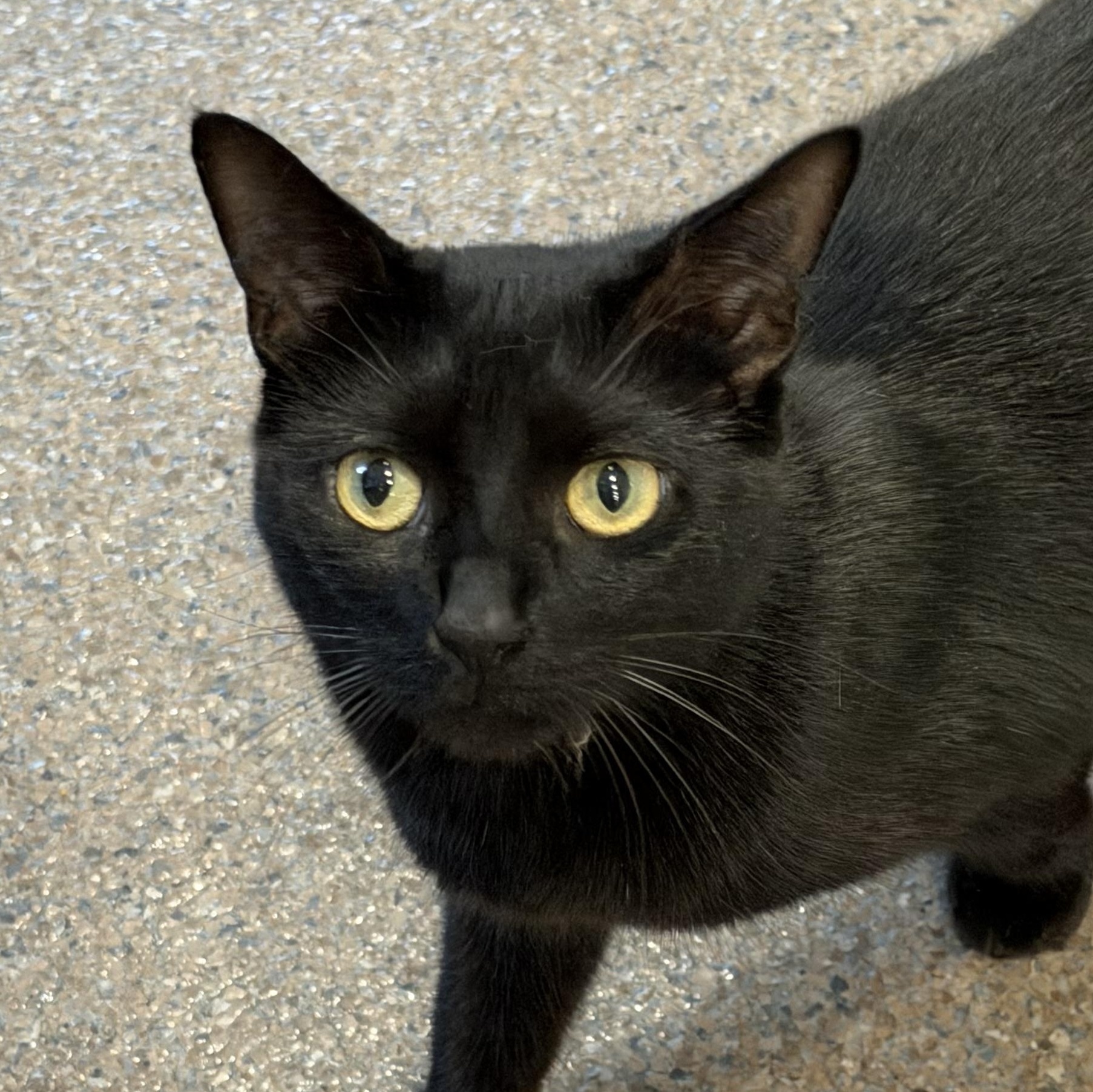 Vinny, adopted, Young Male Domestic Short Hair.