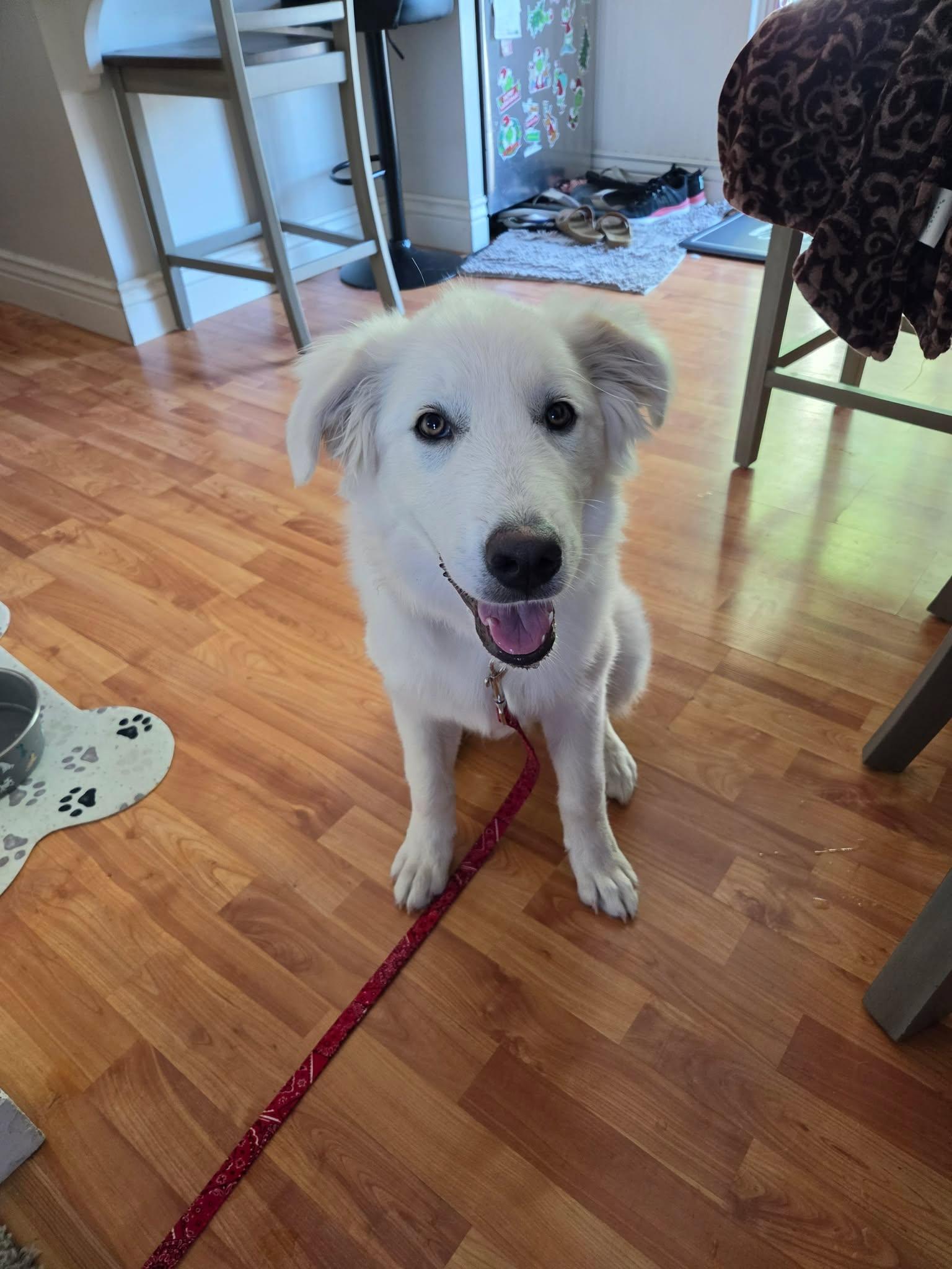 Enlarge WIllow Mae, a Adoptable Great Pyrenees in Midway, UT image 1/3
