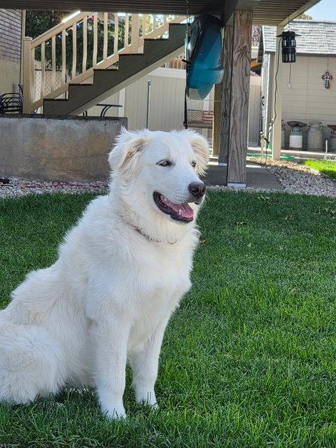 Enlarge WIllow Mae, a Adoptable Great Pyrenees in Midway, UT image 2/3