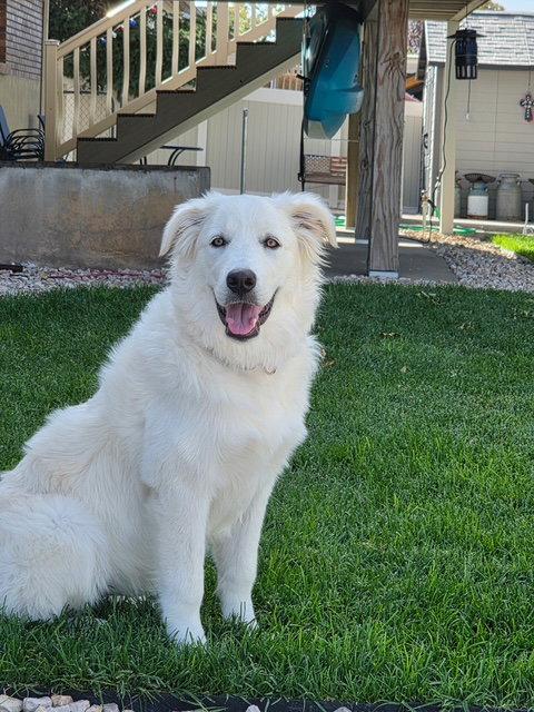 Enlarge WIllow Mae, a Adoptable Great Pyrenees in Midway, UT image 3/3