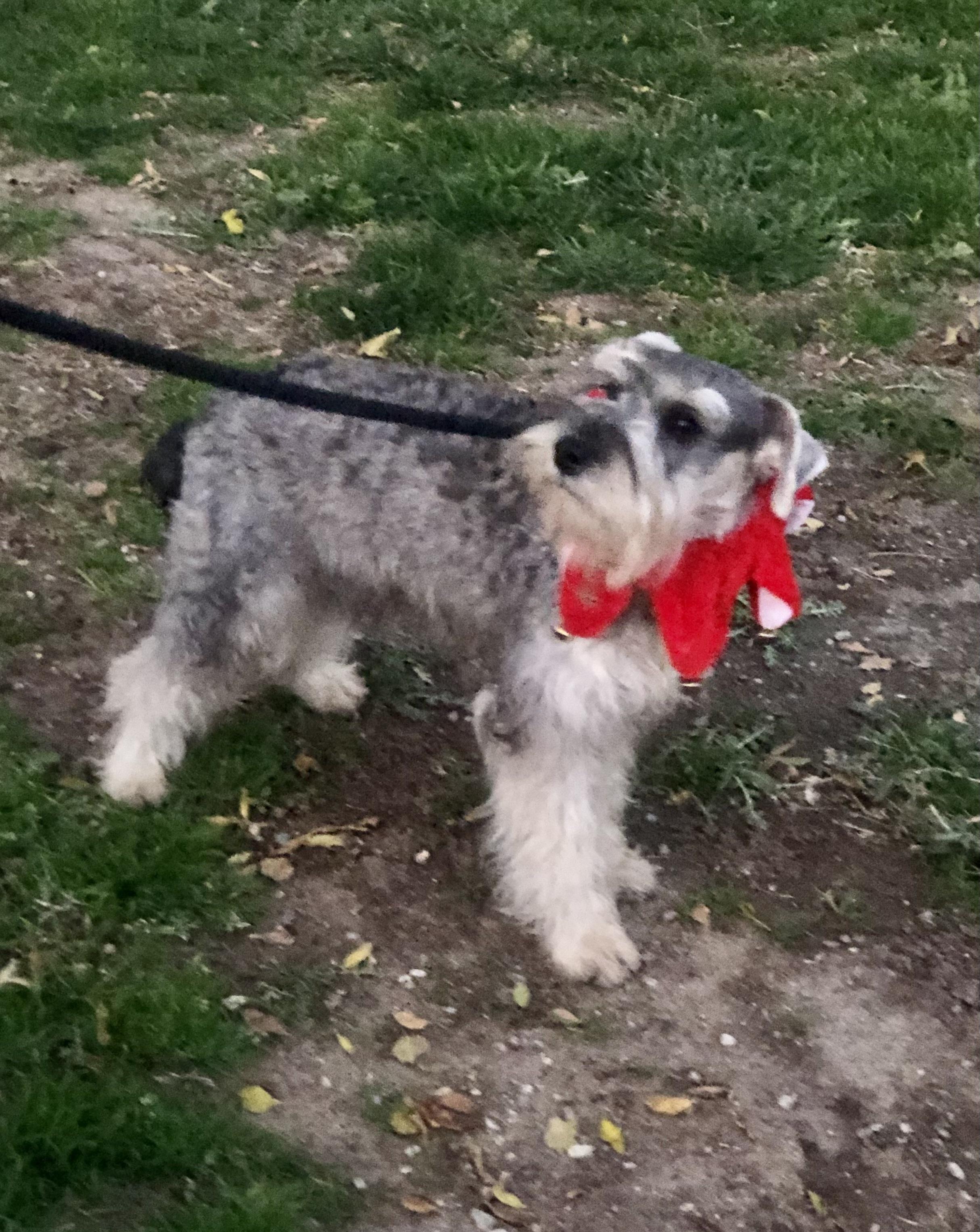 Bo ~ Pure Bred Miniature Schnauzer Puppy, an adopted Miniature Schnauzer in Encino, CA image 2/5