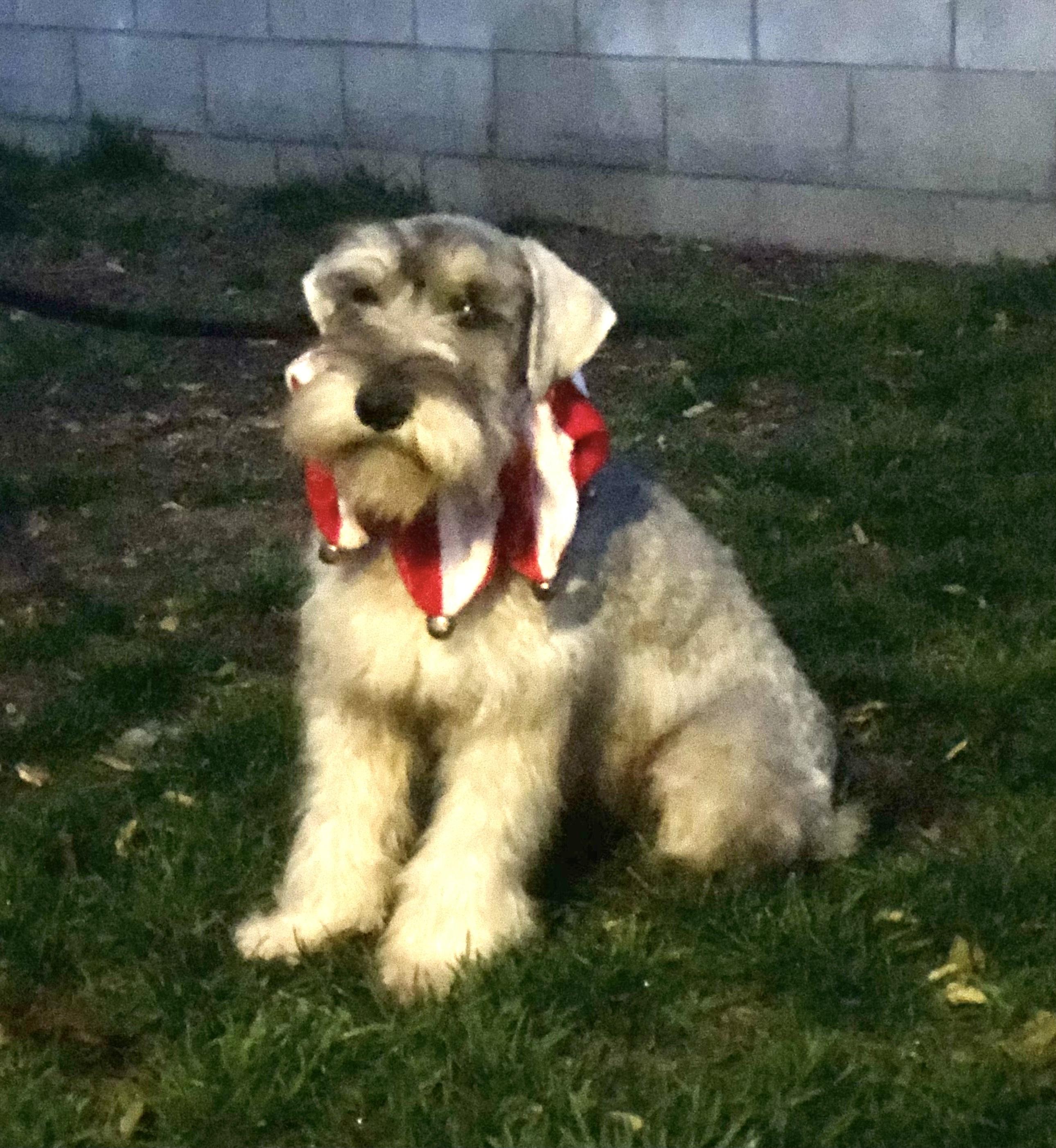 Bo ~ Pure Bred Miniature Schnauzer Puppy, an adopted Miniature Schnauzer in Encino, CA image 3/5