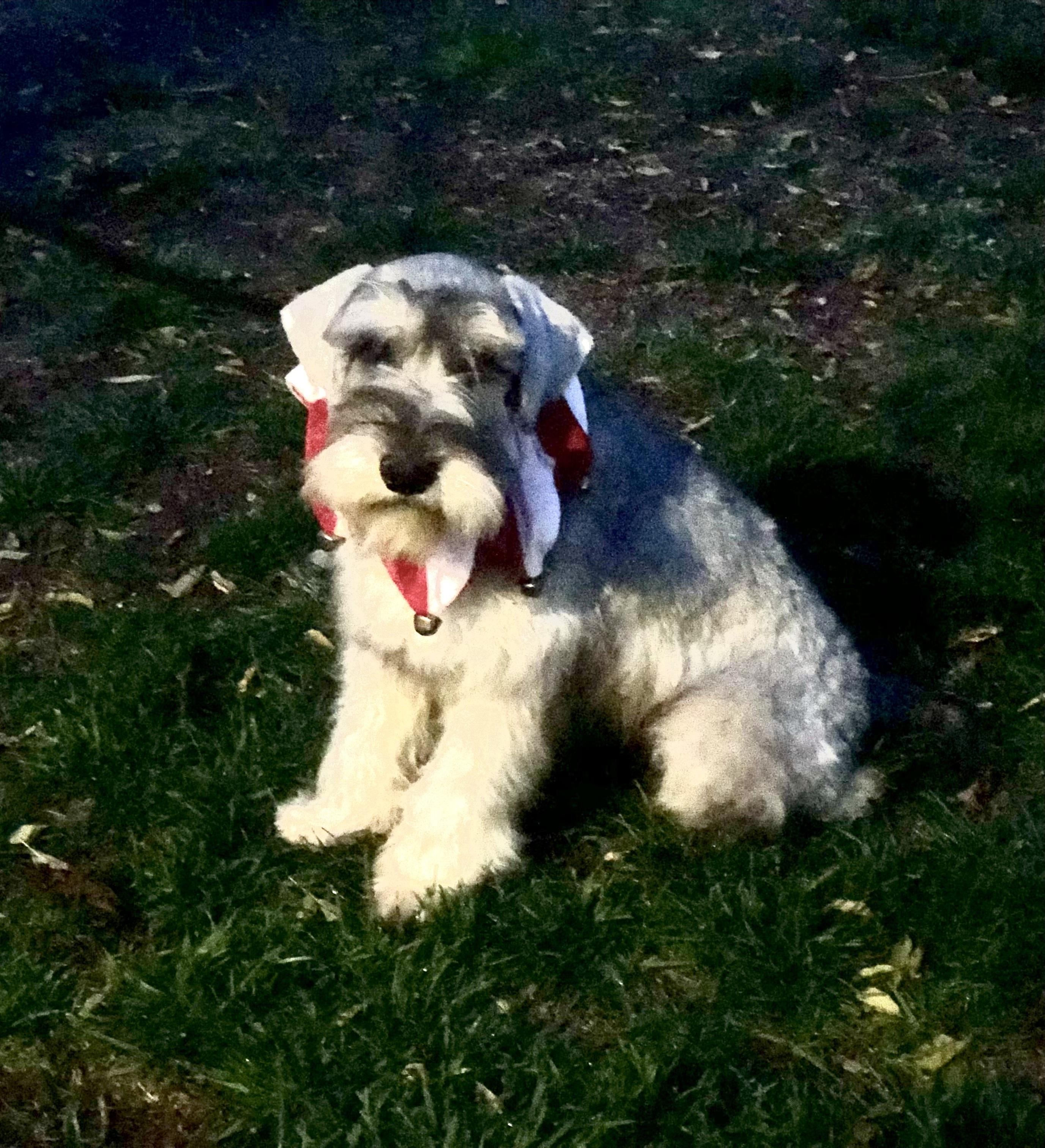 Bo ~ Pure Bred Miniature Schnauzer Puppy, an adopted Miniature Schnauzer in Encino, CA image 4/5
