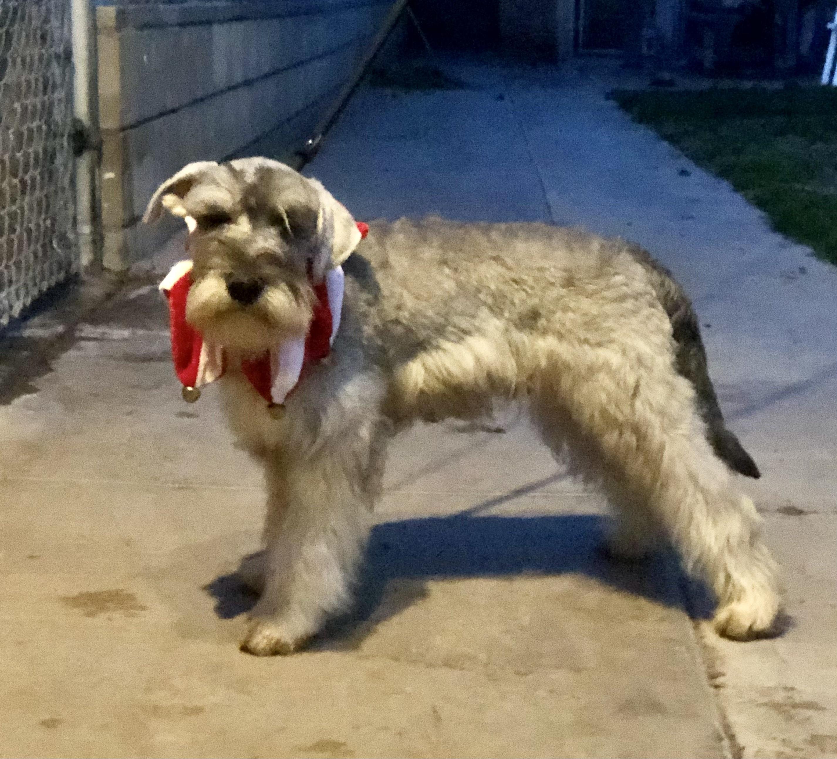 Bo ~ Pure Bred Miniature Schnauzer Puppy, an adopted Miniature Schnauzer in Encino, CA image 5/5