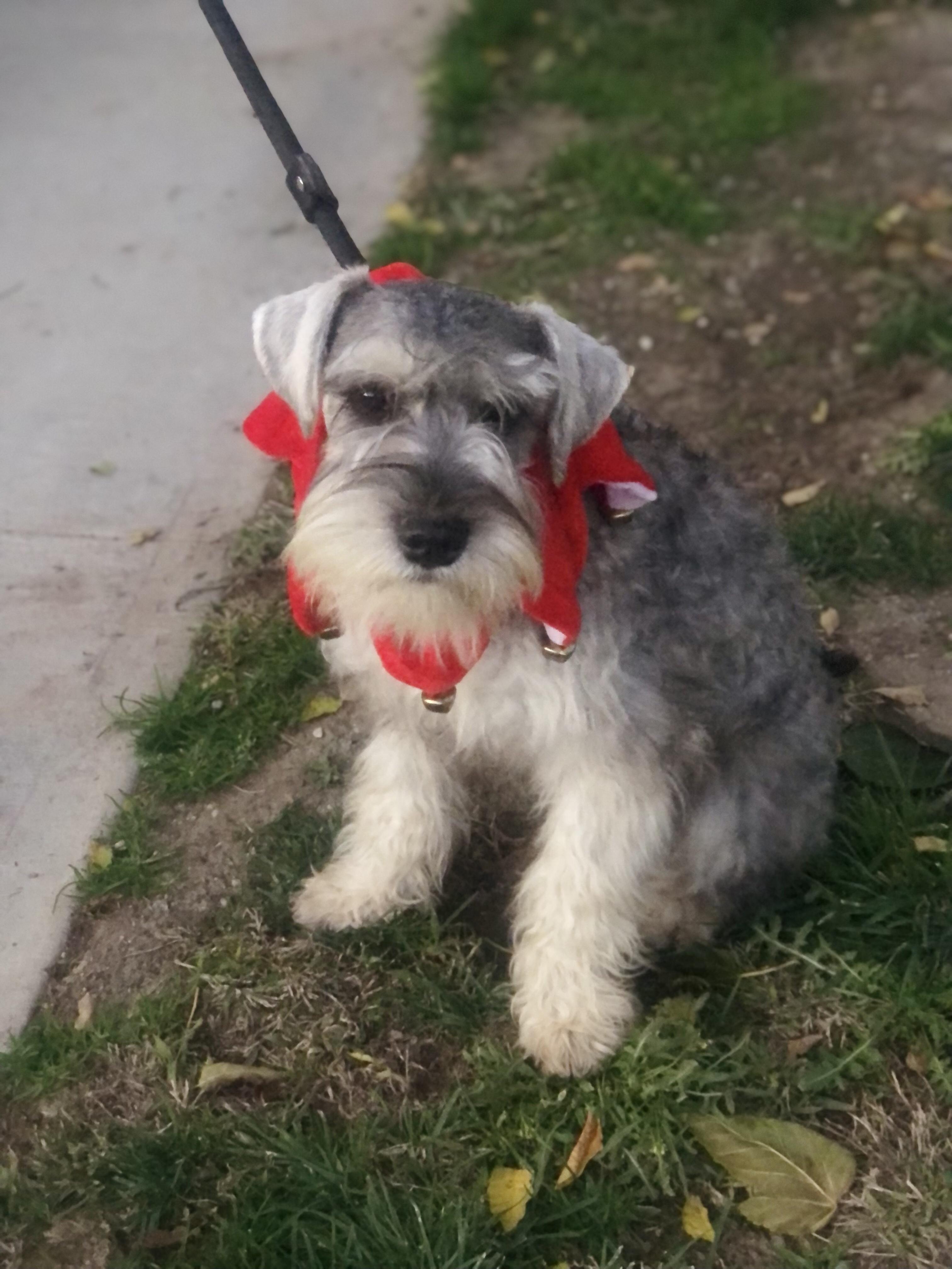 Bo ~ Pure Bred Miniature Schnauzer Puppy, an adopted Miniature Schnauzer in Encino, CA image 1/5