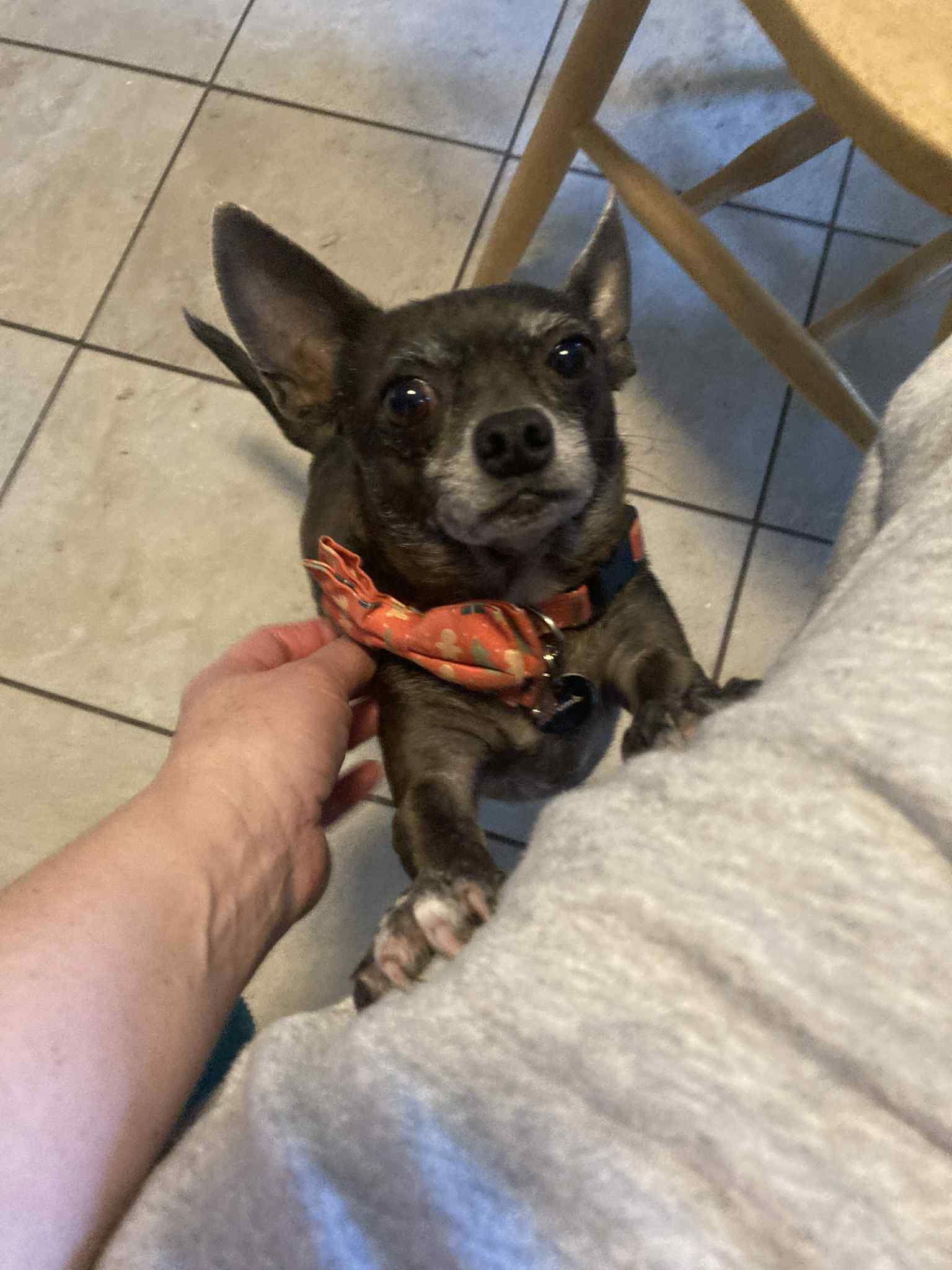 Mr. Buttons, Adoptable, Adult Male Chihuahua & Miniature Pinscher.