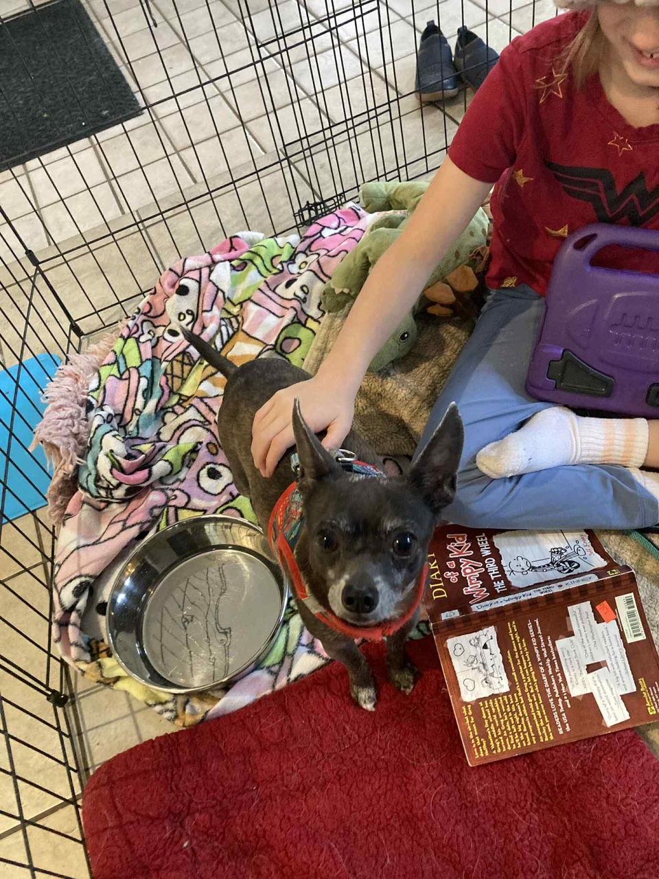 Enlarge Mr. Buttons, a Adoptable mixed breed in Montpelier, VT image 2/3