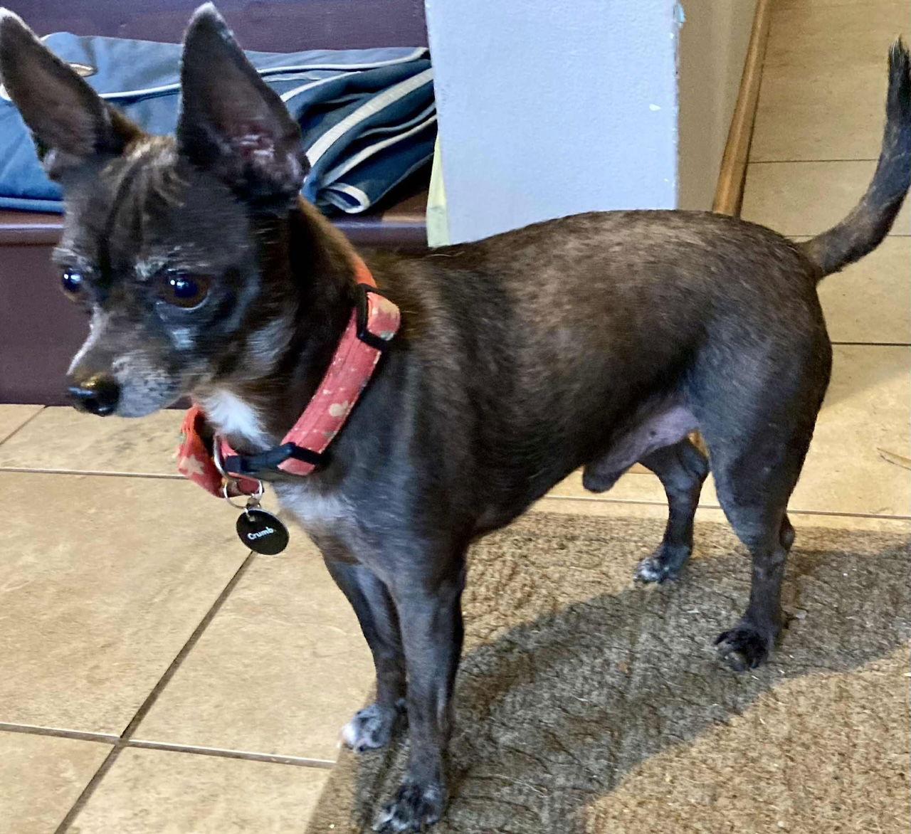 Mr. Buttons, Adopted, Adult Male Chihuahua & Miniature Pinscher.