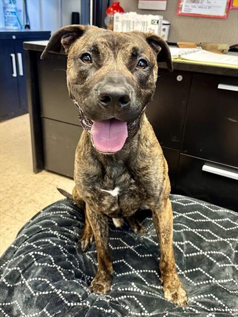 OLIVER, Adoptable, Young Male Dutch Shepherd & Mixed Breed.