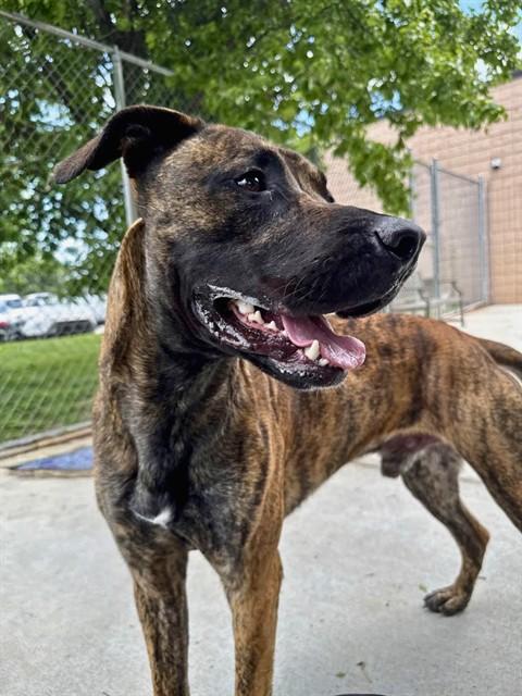 Enlarge OLIVER, a Adoptable mixed breed in Olathe, KS image 1/1