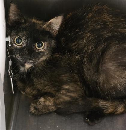 Tug, adopted, Young Female Domestic Short Hair.