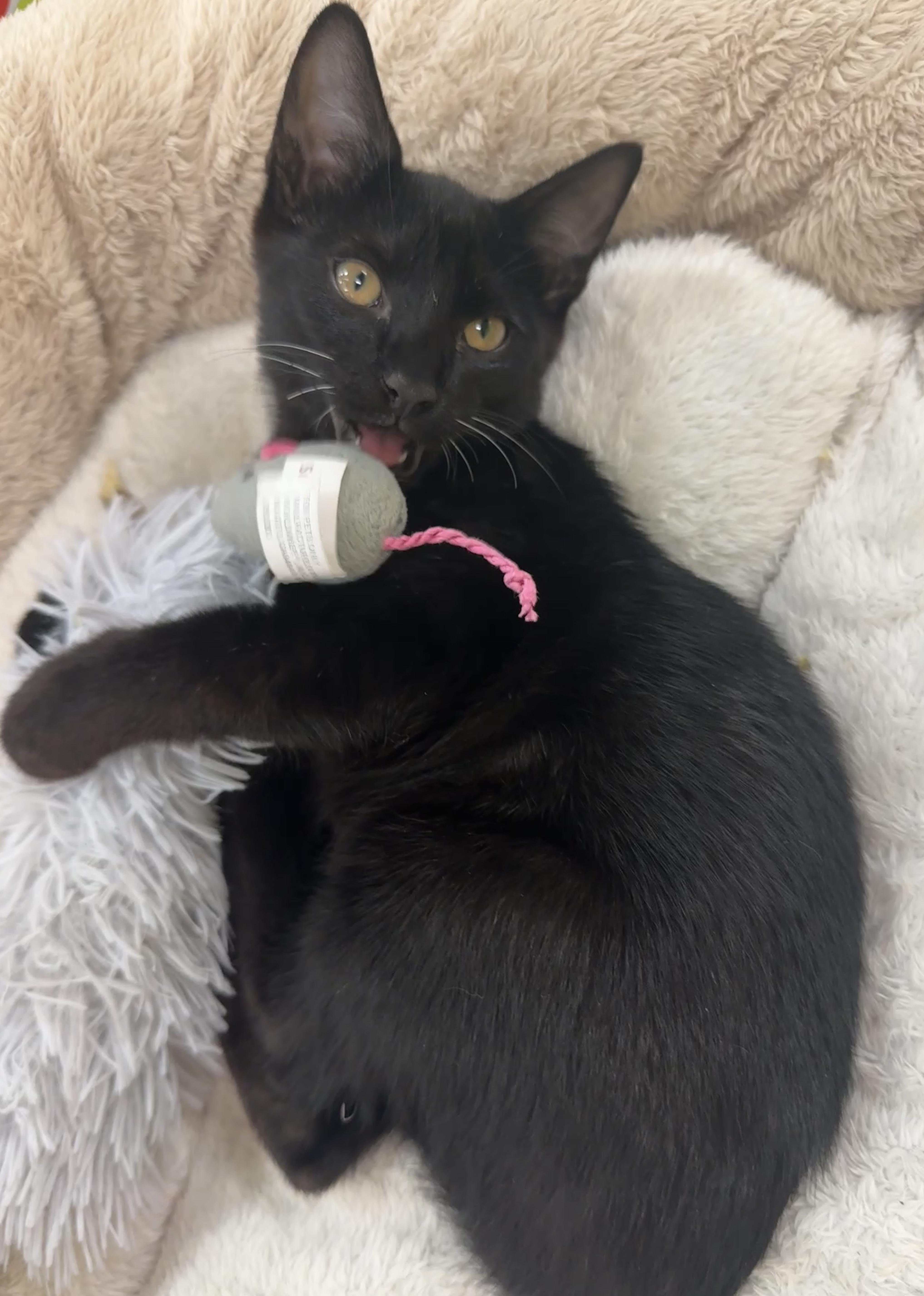 Enlarge Lovegood (the Love Licker), a Adoptable mixed breed in Houston, TX image 2/6