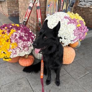 Enlarge Jetta, an adopted German Shepherd Dog in Grayling, MI image 1/3