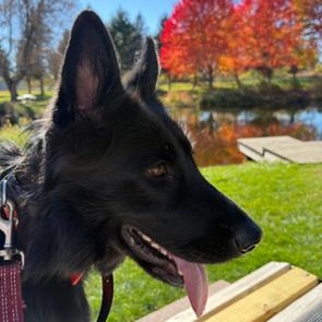 Enlarge Jetta, an adopted German Shepherd Dog in Grayling, MI image 3/3