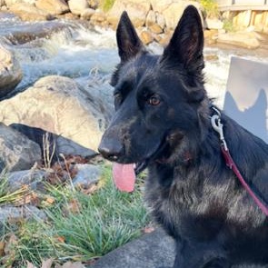 Enlarge Jetta, an adopted German Shepherd Dog in Grayling, MI image 2/3