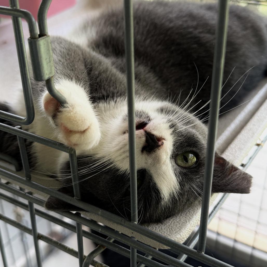 Gracie, a Adoptable Domestic Short Hair in Pahoa, HI image 1/6
