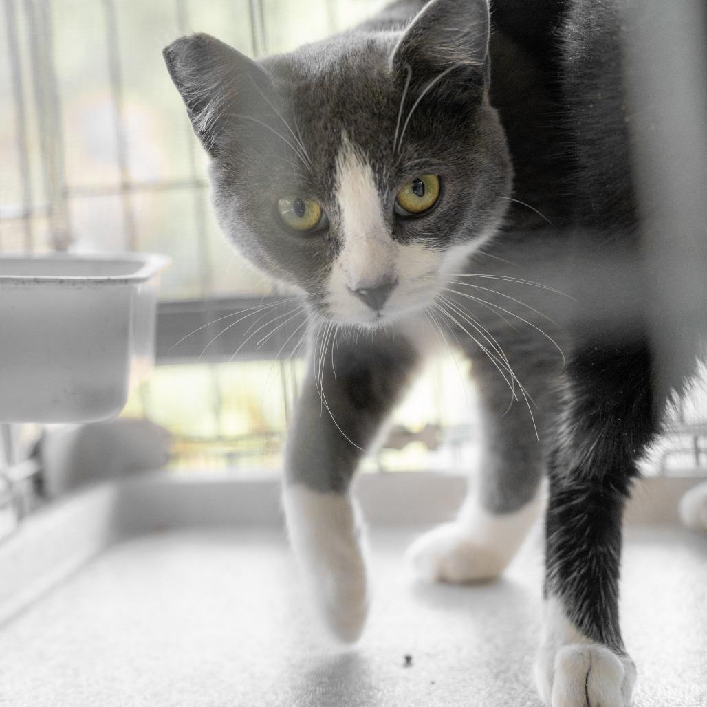 Gracie, a Adoptable Domestic Short Hair in Pahoa, HI image 2/6