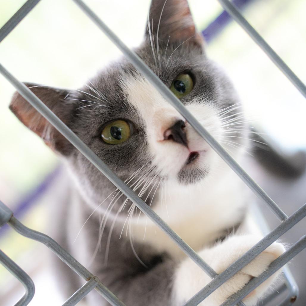 Gracie, a Adoptable Domestic Short Hair in Pahoa, HI image 3/6