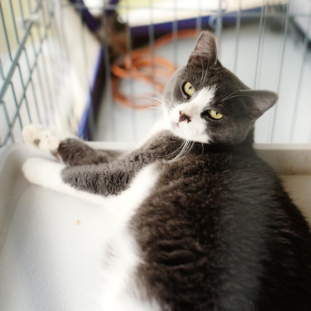Gracie, a Adoptable Domestic Short Hair in Pahoa, HI image 6/6