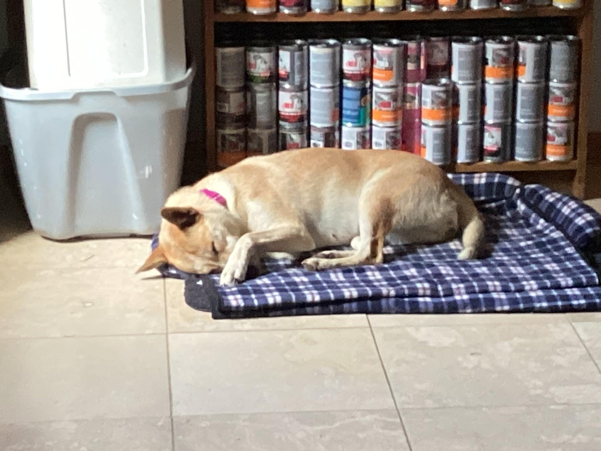 Enlarge Thrown from Truck - Sunny-2 YO Female Carolina Dog/Husky Mix-Spayed,Dog&Kid Friendly, UPD on Shots, an adopted mixed breed in Scottsville, KY image 4/6