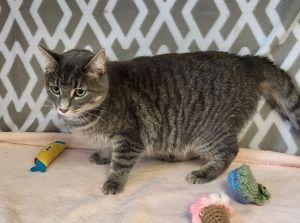 Enlarge Belle, a ADOPTABLE Domestic Short Hair in Bucyrus, OH image 2/3