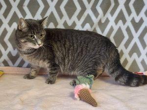 Enlarge Belle, a ADOPTABLE Domestic Short Hair in Bucyrus, OH image 3/3