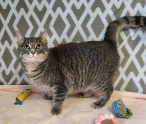 Enlarge Belle, a ADOPTABLE Domestic Short Hair in Bucyrus, OH image 1/3
